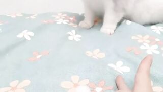 that cat has seen some shit!