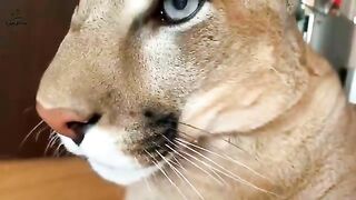 Messi The Puma is a Big Ol’ House Cat