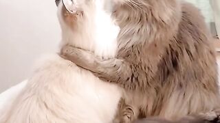 kucing romantis