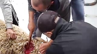 Pêche tuna Maroc Tunisie