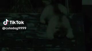 Cute Doog Viral ????