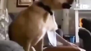 Dank memes compilation|| Vines best fun|| Funny memes|| Funny || shorts||Try not to laugh impossible