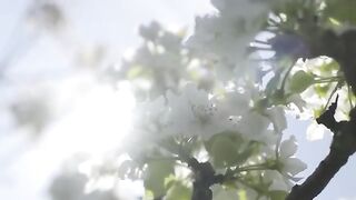 How to produce millions of Apple Tree - Apple Seedlings Production - Harvesting and processing Apple