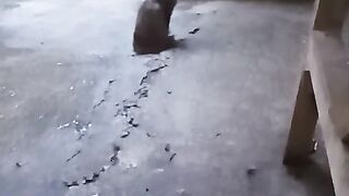 Kucing bengong