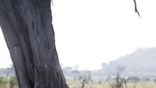 animal video