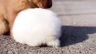 Funny and Cute Animals Videos 2024 - Funny Animals, Try Not to Laugh