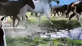 #الخيل الاصيل