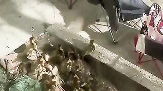 We can judge the heart of a man by his treatment of animals