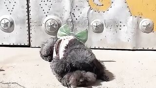 Please share love❤️. clever puppy help boy????