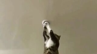 Electrician Cat