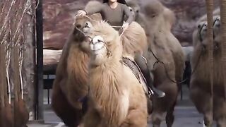 Camel girl
