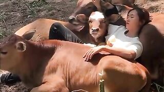 Cows cows cows cows cows