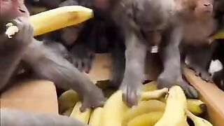 Monkey eat banana monkey happy