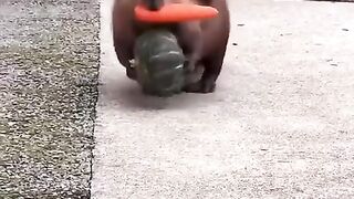 Beaver grab food beaver eat food beaver build dam beaver happy
