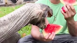 Tortoise eat melon tortoise happy