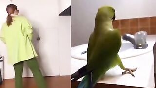 Parrot dance parrot dance parrot dance