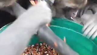 Monke eat beans monke feel good