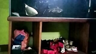 The fish in the aquarium are relaxing