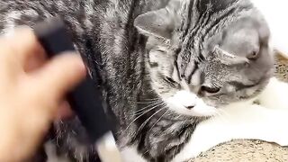 Cate kitten