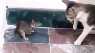 Kot  cat