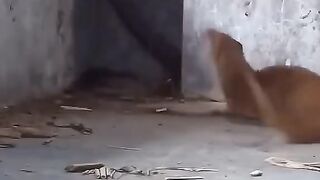 Mongoose vs cobra