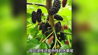 Are mulberries  or cool? An article tells you the answer!