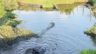 CROCODILE ATTACKS!! (Wait for it)