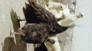 The birds are kept in home also
