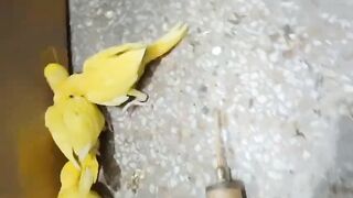 Yellow color of the parrots
