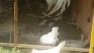 Japanese chicken