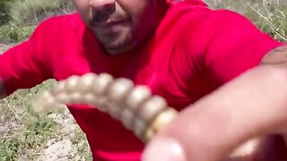 venomoussnake