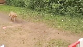 Normal dogs vs Huskies