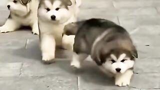 Fat puppies