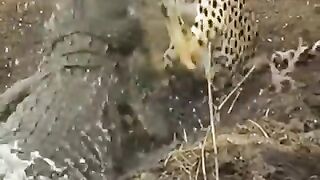 A quarrel between a tiger and a crocodile