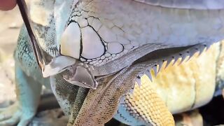 Little dragon buddy getting help with shedding