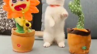 happy cat