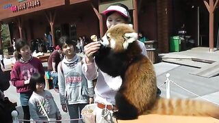 Panda minore (Panda rosso) all'Adventure World in Shirahama