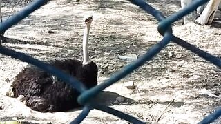 Ostrich Egg Hatching