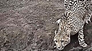 Leopard vs crocodile #waterifghy