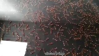 Udang hias red bee shrimp