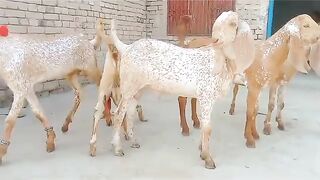 Goat video