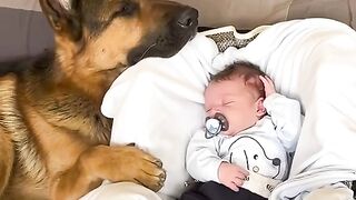 Caring dog