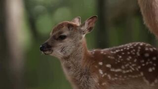 #deer #mothersday #narapark #narade.