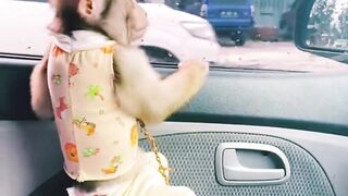 Cute Monkey in a train.