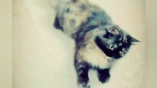Cat playing