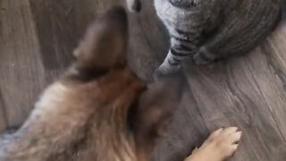funny cat and dog fights#shorts