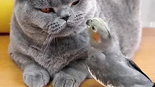 A very funny moment of pets and parrot loving get viral...