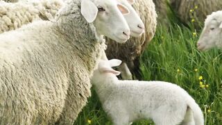 sheeps and sheep child walking on the grass