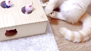 Funny Cat Compilation