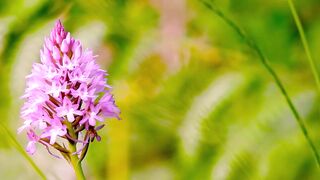 Nature beauty 005